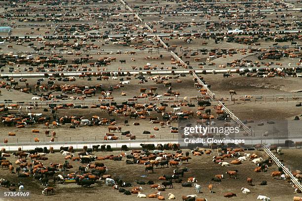 aerial view of world?s largest cattle feedlot (120,000 head). monfort beef, co - domestic cattle imagens e fotografias de stock
