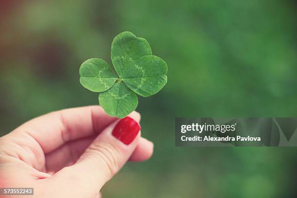 woman's hand holding four leaf clover - wish fotografías e imágenes de stock