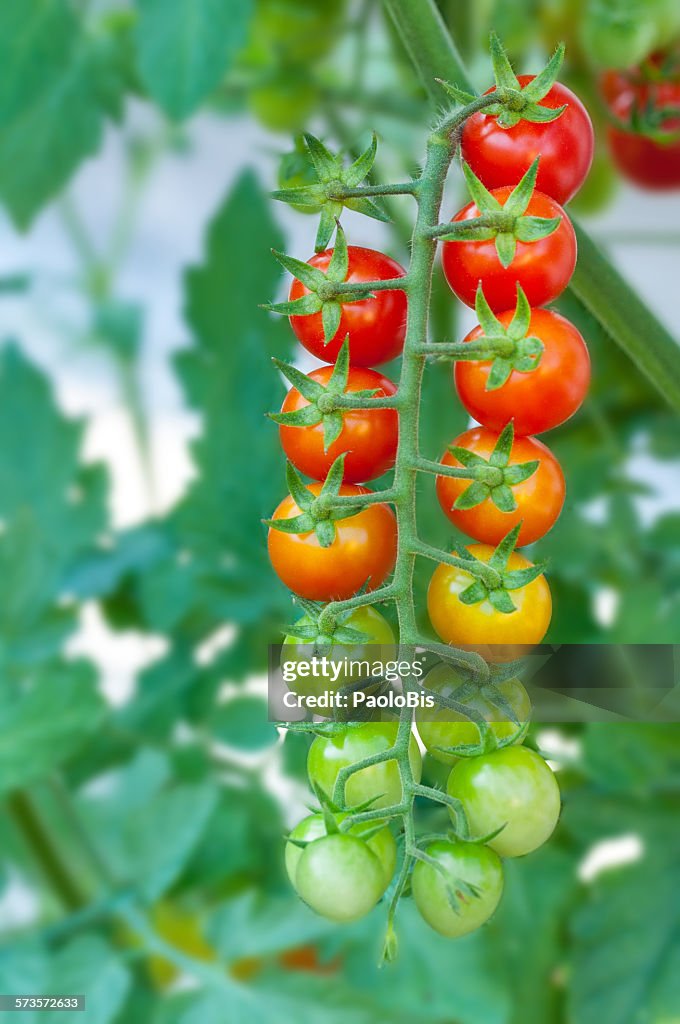 Ripe and unripe cherry tomatoes on the vine.