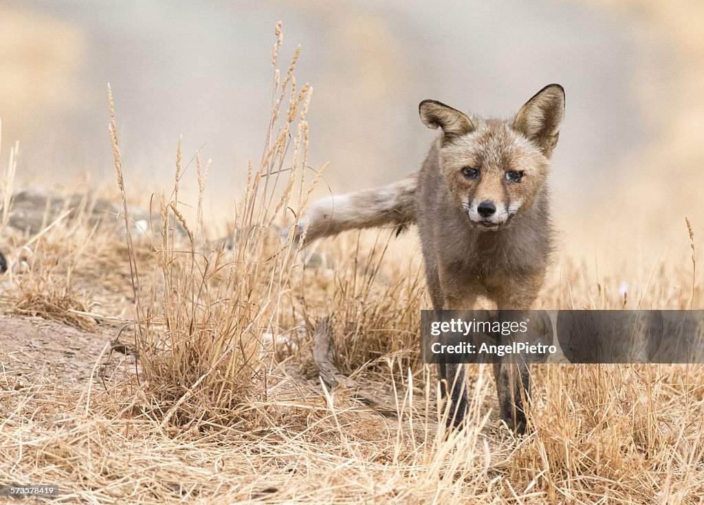 Walking fox