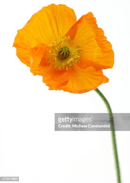 Poppy White Background Photos and Premium High Res Pictures - Getty Images
