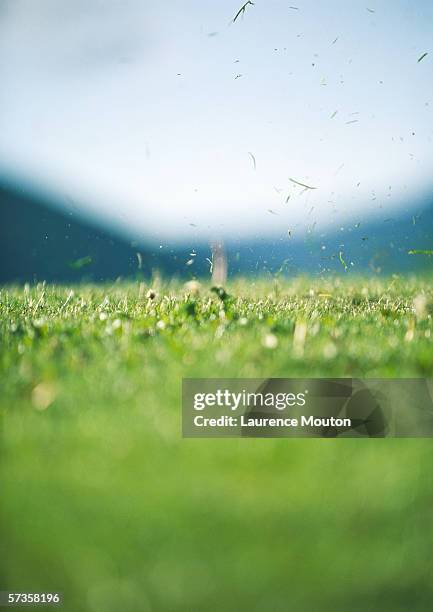 grass flying in air after tee-off - blades of grass stock-fotos und bilder