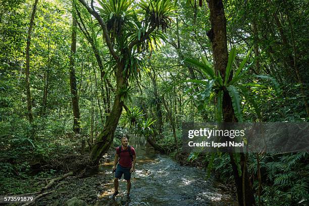 man stream trekking in lush jungle, japan - amami stockfoto's en -beelden