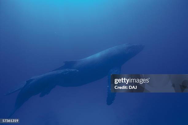 two humpback whales, mother and calf swimming underwater - whale calf stock-fotos und bilder