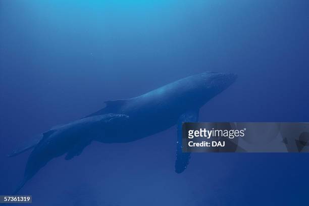 two humpback whales, mother and calf swimming underwater - ballenato fotografías e imágenes de stock