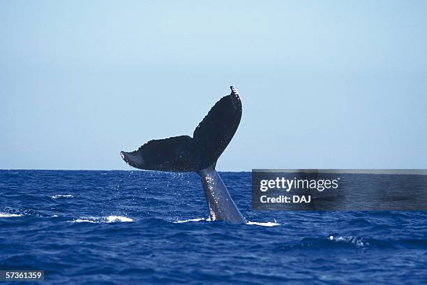 tail of humpback whale - fluking stock pictures, royalty-free photos & images