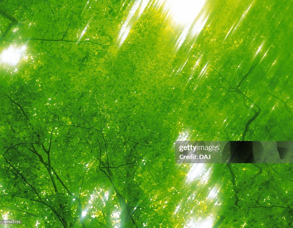 Leaves and branches of tree