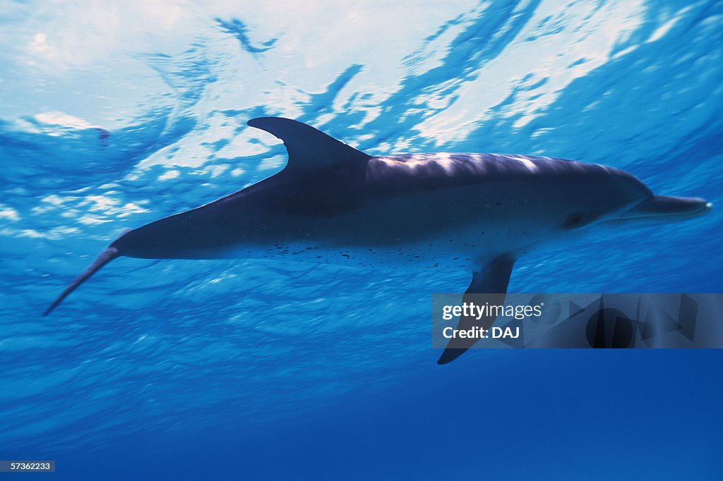 Spotted Dolphin