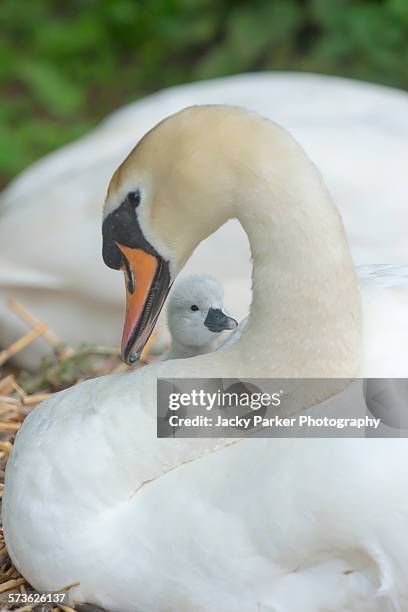 mute swan with cygnet - abbotsbury stock pictures, royalty-free photos & images