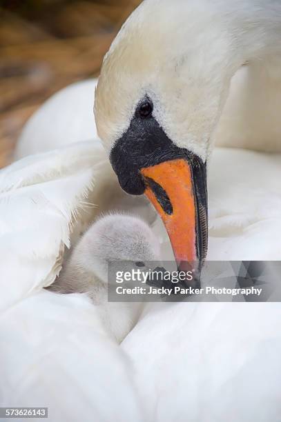 mute swan and cygnet - abbotsbury stock pictures, royalty-free photos & images