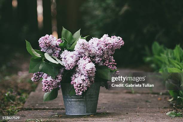 bouquet of lilacs freshly cut in a pot - flieder stock-fotos und bilder