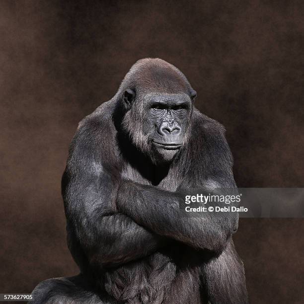 grumpy gorilla - gorilla stock pictures, royalty-free photos & images