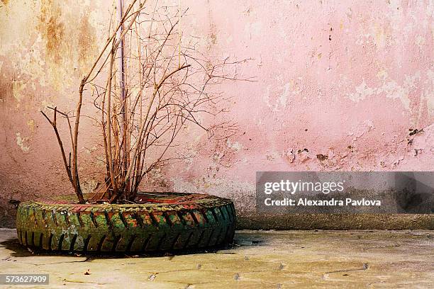 plant in tire planter next to peeling pink wall - alexandra pavlova foto e immagini stock