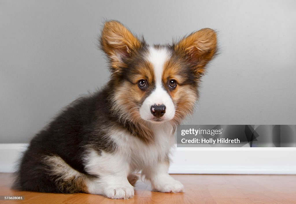 Portrait of fluffy pembroke Corgi