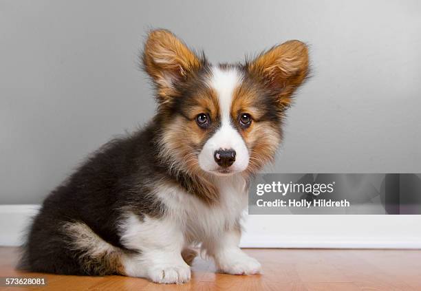 portrait of fluffy pembroke corgi - pembroke welsh corgi puppy foto e immagini stock