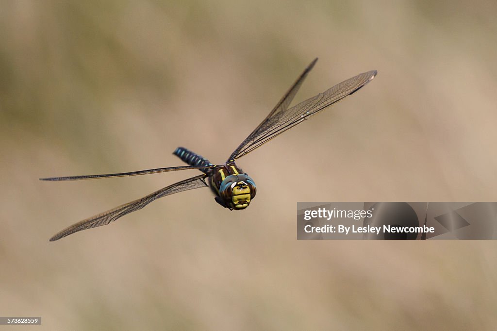 Male common hawker in flight