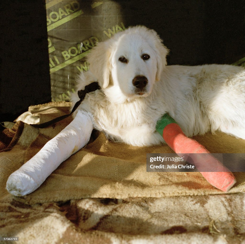 A dog with two broken legs in casts