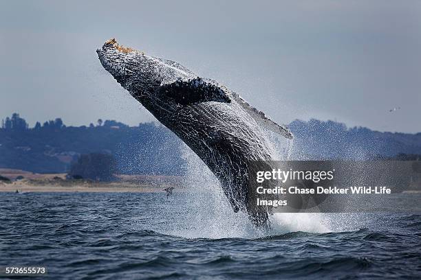 water ballet - pebble beach california stockfoto's en -beelden