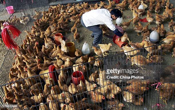 Vendor picks chickens for customers at a poultry wholesale market April 19, 2006 in Wuhan, Hubei Province, China. A 21-year-old man, a migrant worker...