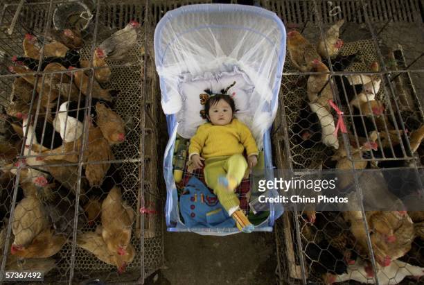Vendor's baby lies in a bassinet beside chicken cages at a poultry wholesale market April 19, 2006 in Wuhan, Hubei Province, China. A 21-year-old...