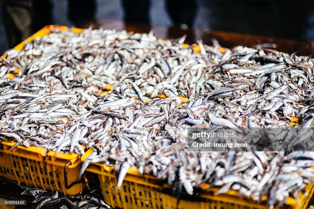 Gijang Fish Market in Busan