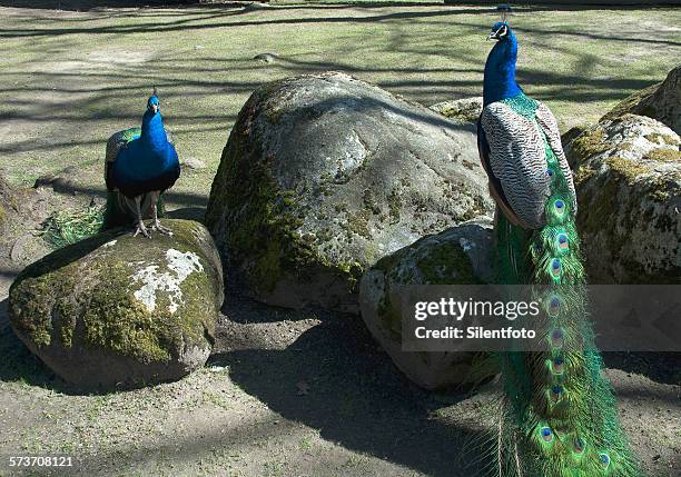 birds of a feather - beacon hill park stock pictures, royalty-free photos & images