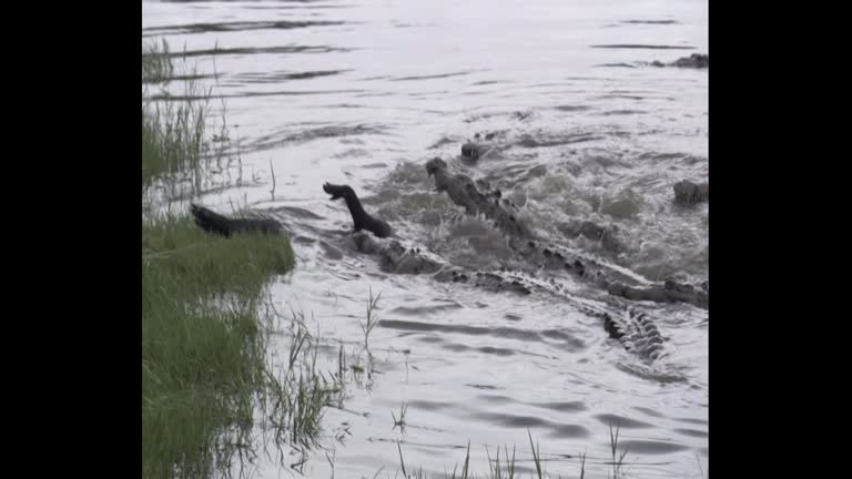 Swampy Rope 19 Rope Snapping Stock Videos, Footage, & 4K Video Clips - Getty Images