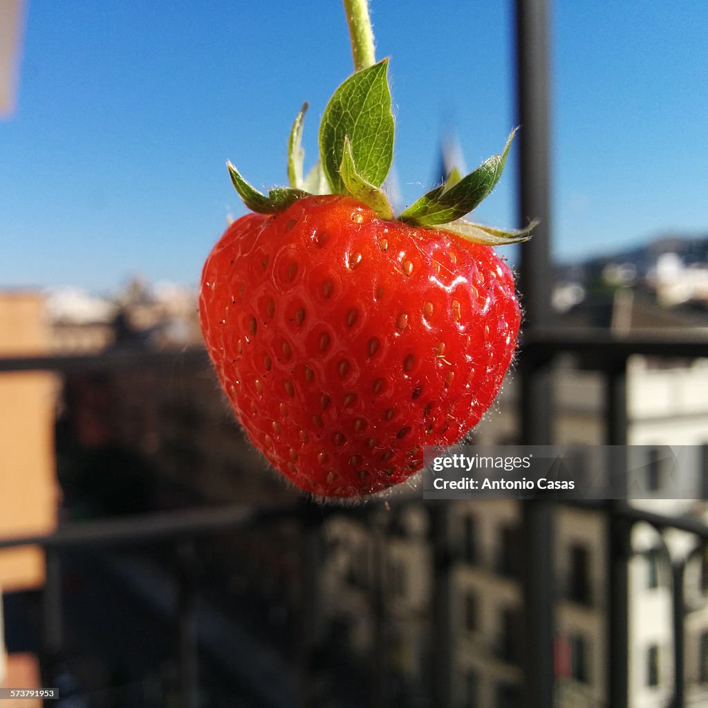 Strawberry urban