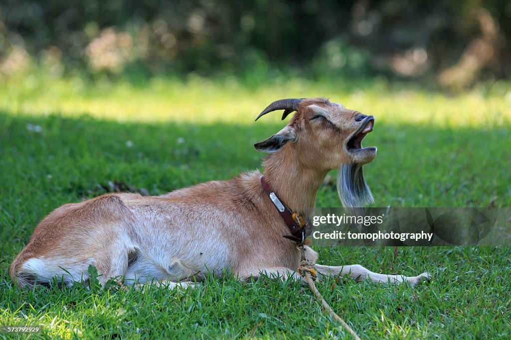 Goat portrait