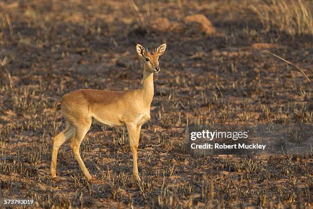 oribi - oribi stock pictures, royalty-free photos & images