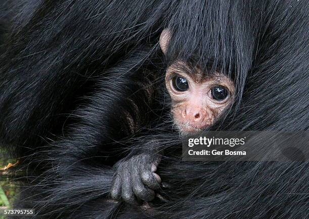 Baby Spider Monkeys Photos and Premium High Res Pictures - Getty Images