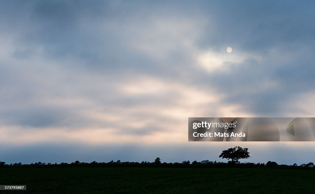 Sun over field with lonely tree