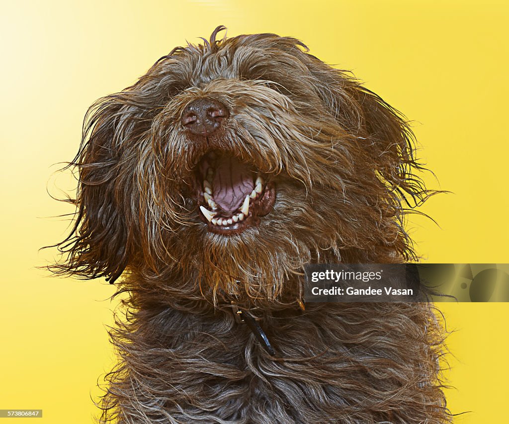 Singing Labradoodle