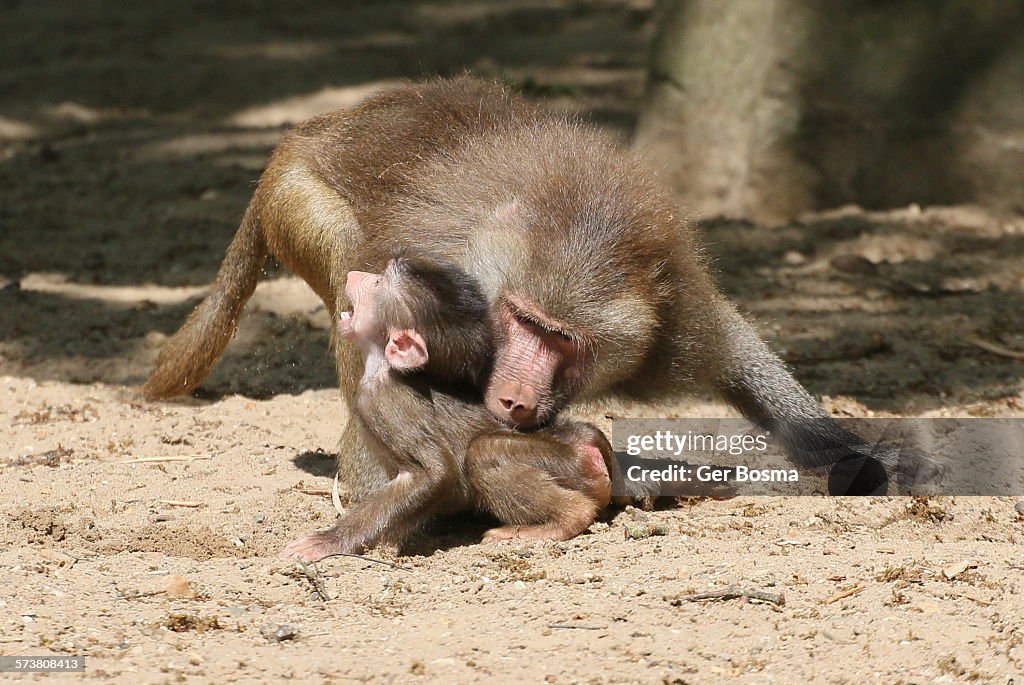 Disciplining The Kids - Baboon Style