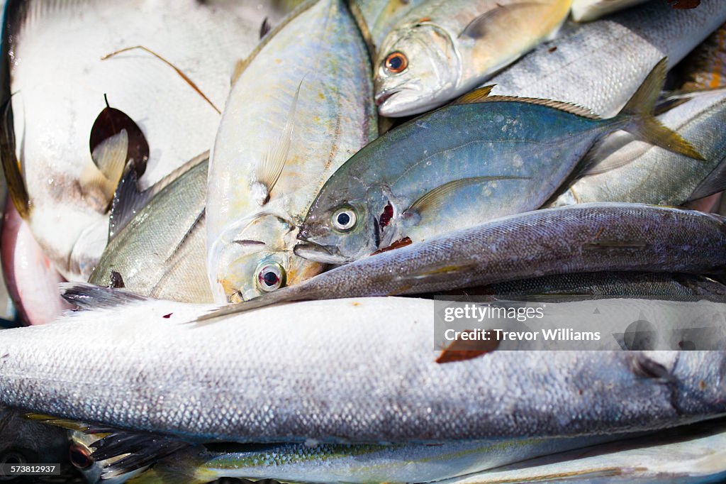 Freshly caught fish at a market and auction