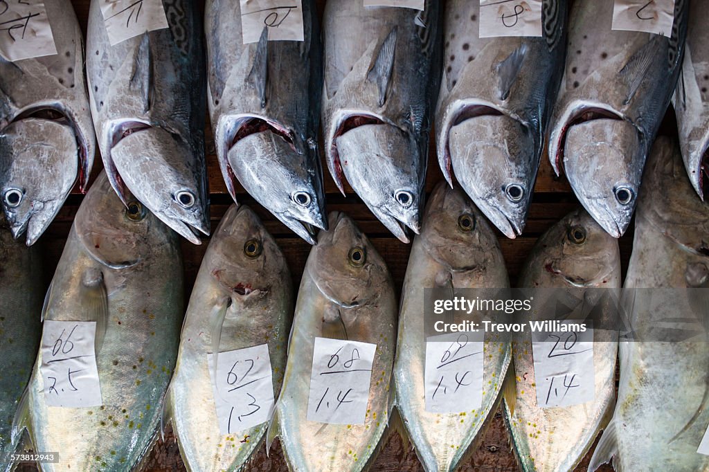 Freshly caught fish at a market and auction