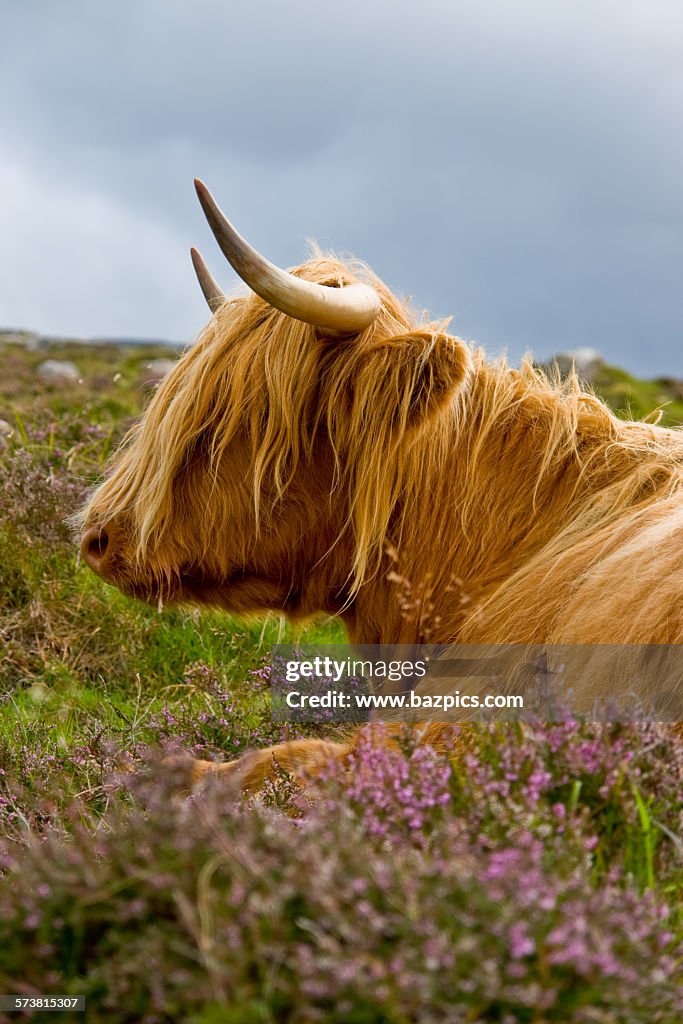 Heelan Coo