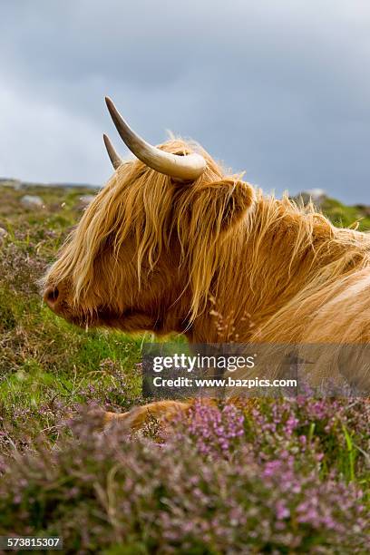Heelan Coo High-Res Stock Photo