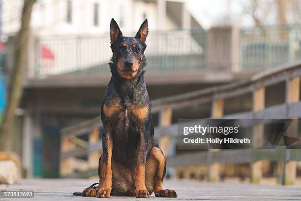 beauceron with cropped ears - ドーベルマン ストックフォトと画像