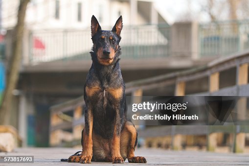 Beauceron with cropped ears Beauceron with cropped ears