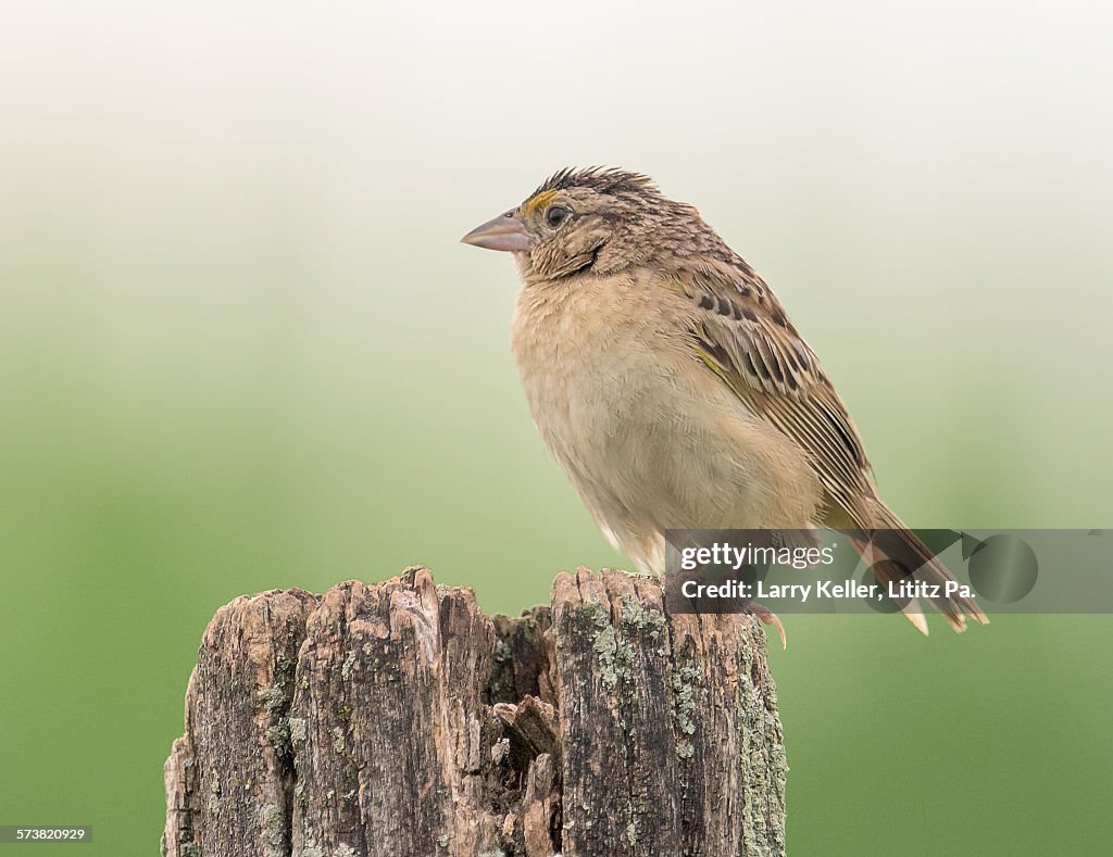 Grasshopper Sparrow