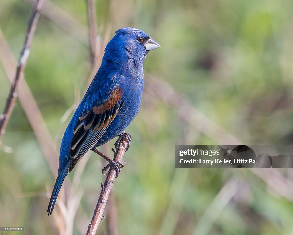 Blue Grosbeak