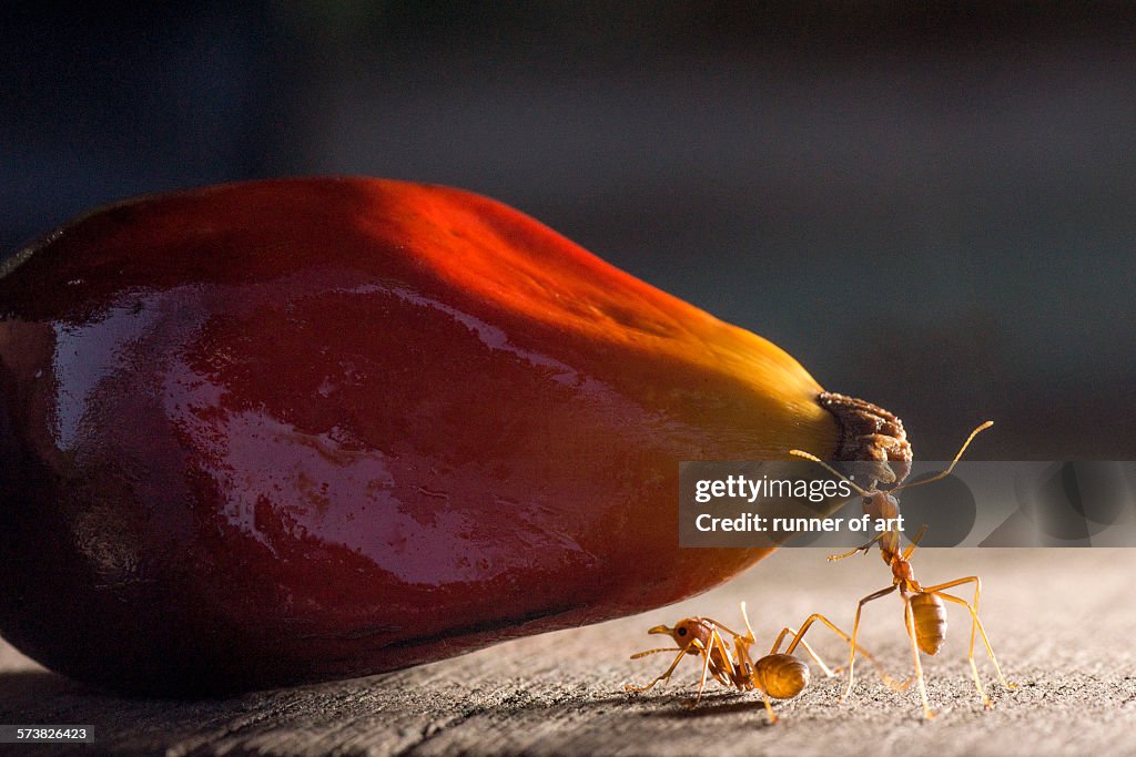 Strong ants