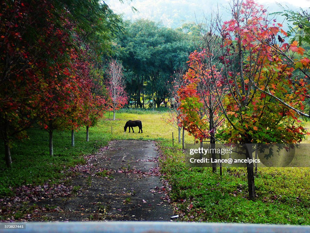 Horse in autumn fall field