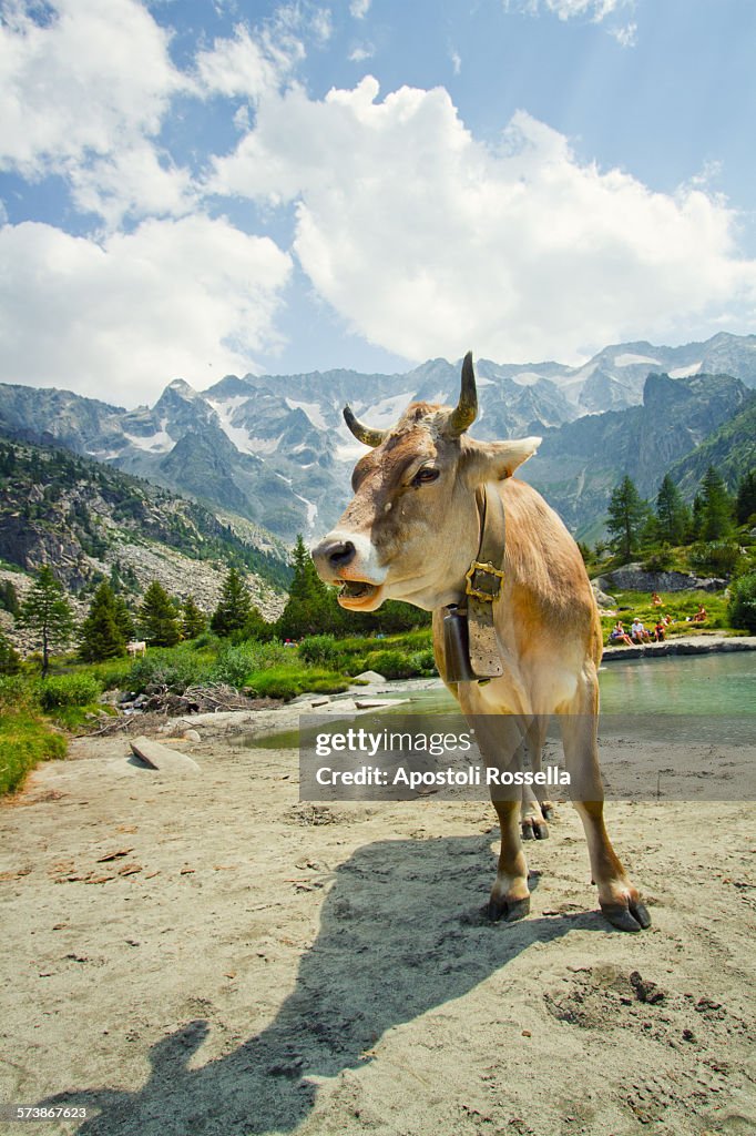 Cow in Adamello Park, Val Paghera