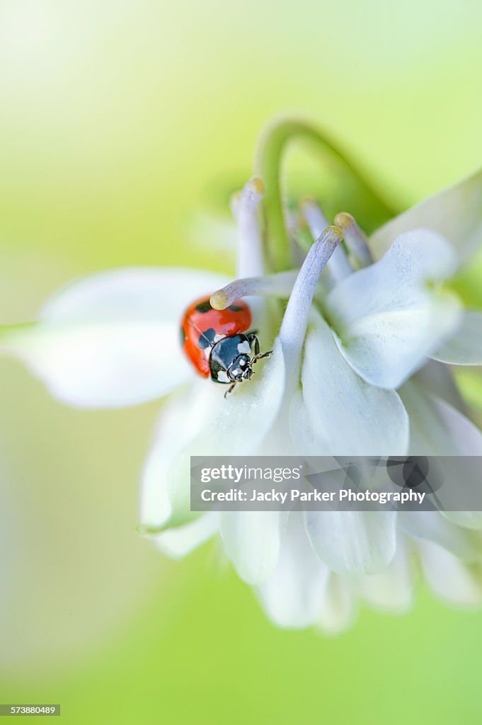 Ladybird on Aquilegia flower