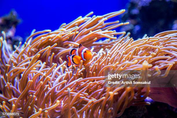 nemo at home - clownfish hiding in sea anemone - false clown fish stock pictures, royalty-free photos & images