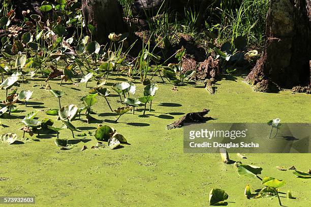 green slime on the water surface - oscillatoria tenuis stock pictures, royalty-free photos & images