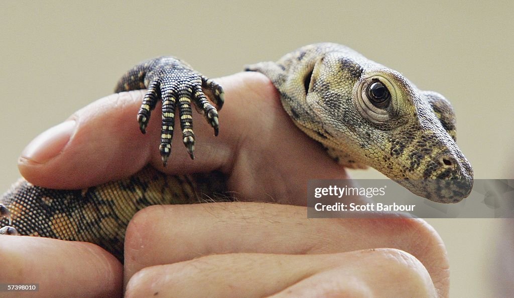 Baby Komodo Dragons Go On Show At London Zoo