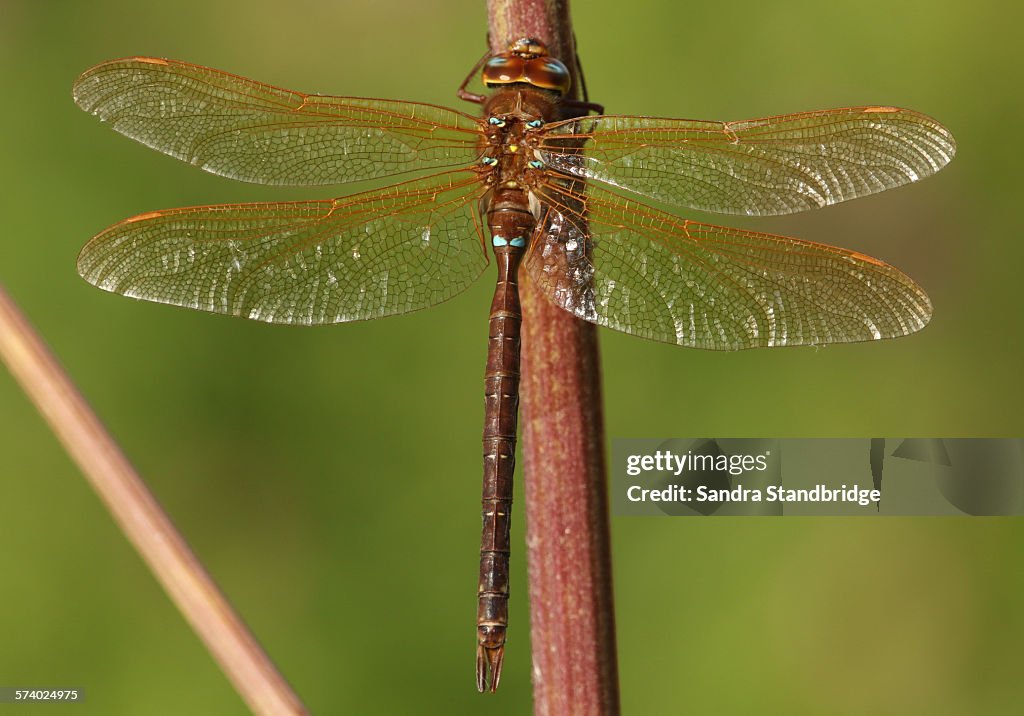 A male Brown Hawker Dragonfly